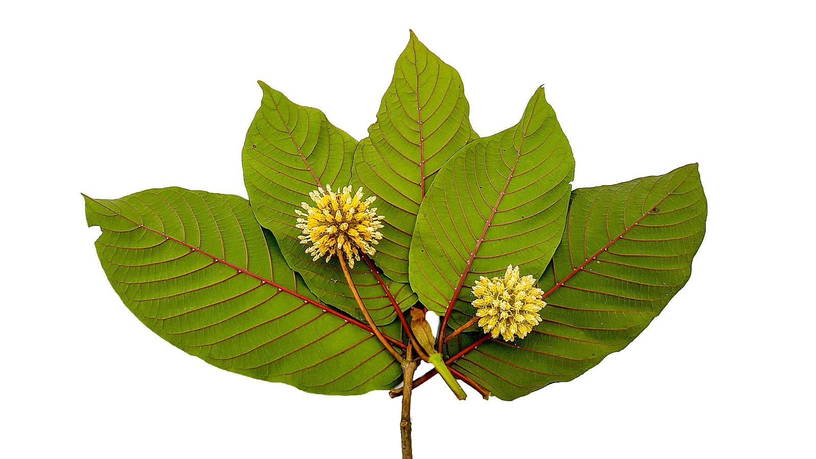 The Impact of Buying Kratom Online